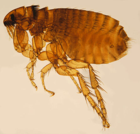 Cat flea