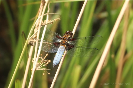 Photo of a broad bodied chaser