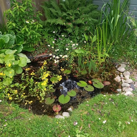 Completed pond