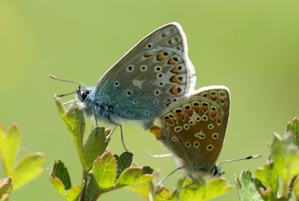 Mating adonis blue butterflies
