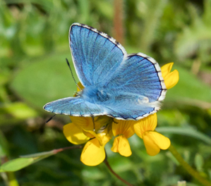 Adonis blue butterfly