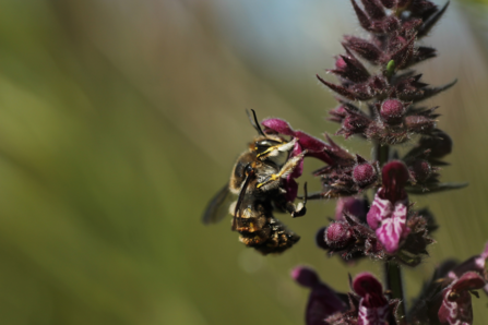 Wool carder bee