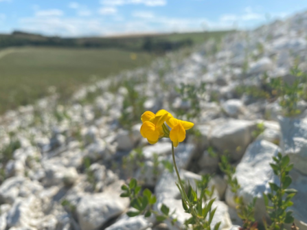 Birds foot trefoil on the butterfly bank