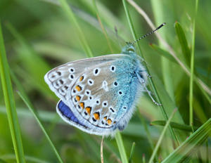 Common blue butterfly