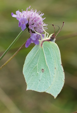 Brimstone butterfly