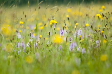 Wildflower Meadow