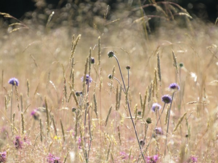 Devils-bit scabious