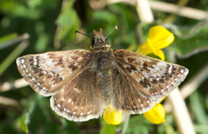 Dingy skipper 