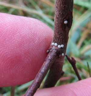 Brown hairstreak eggs