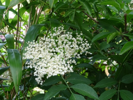 Elderflower