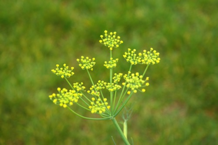 Wild fennel