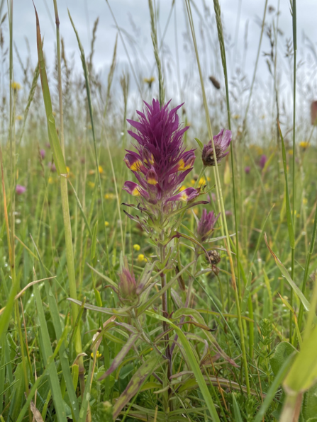 Field cow-wheat