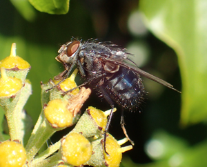 Photo of a fly