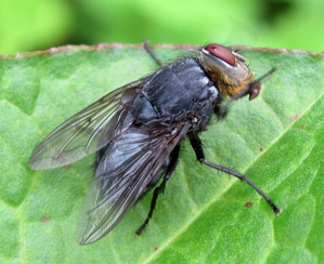 Photo of a fly