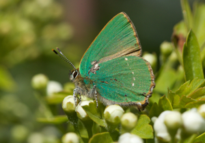 Green hairstreak butterfly