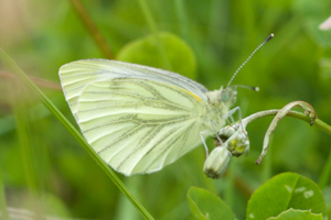 Green veined butterfly