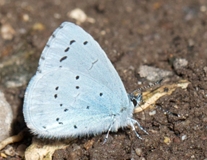 Holly Blue butterfly