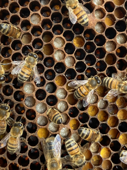 Honeybee larvae and eggs