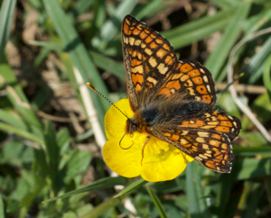 Marsh fritillary butterfly