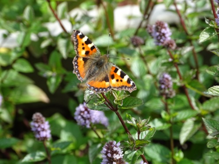 A tortoiseshell on peppermint