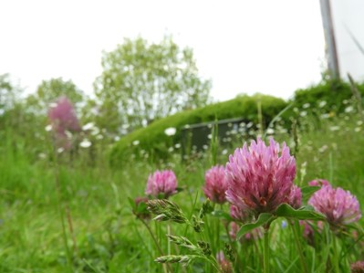 Red clover