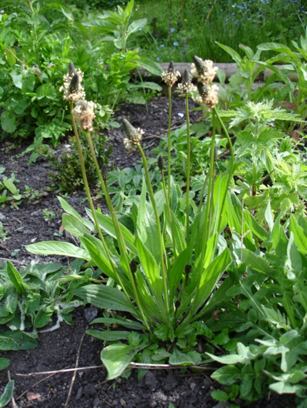 Ribwort plantain