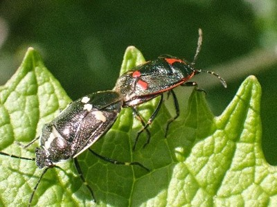 Mating shieldbugs