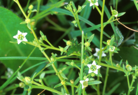 Bastard toadflax
