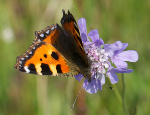 Small tortoiseshell butterfly