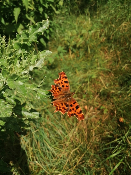 Comma butterfly