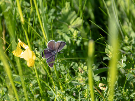 Adonis blue