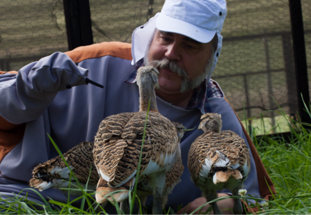 Great Bustards