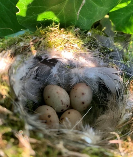 Chaffinch nest