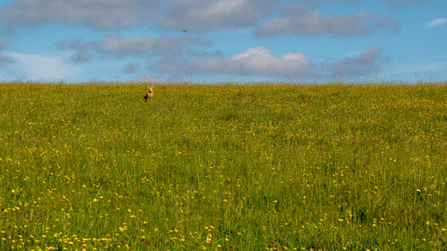 Hare at Middleton Down