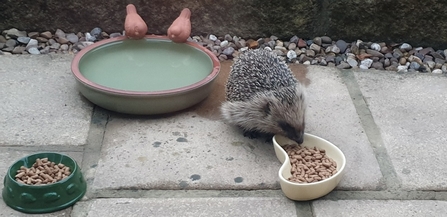 Garden hedgehog