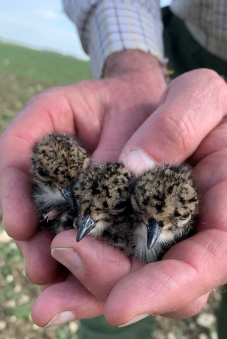 Lapwing chicks