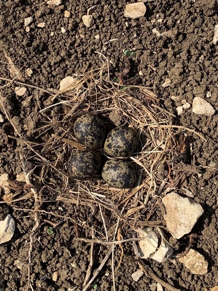 Lapwing nest