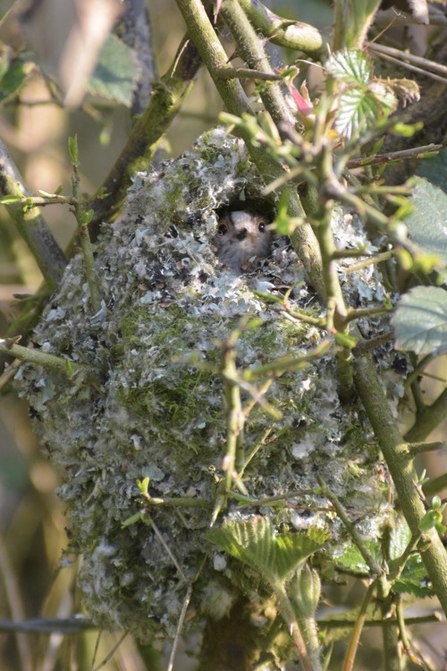 Long tailed tit nest