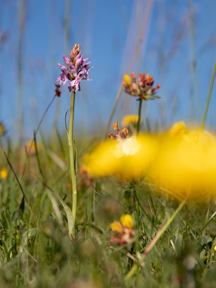 Orchids at Middleton Down