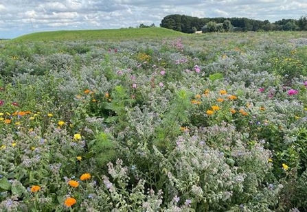 Pertwood Organic Farm