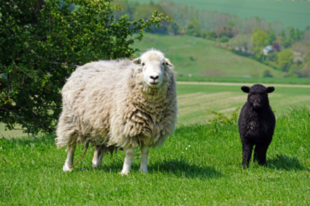 Ewe and lamb at Coombe Bissett Down