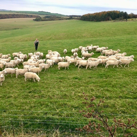 Sheep on Big Down at Lower Pertwood Farm