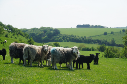 Sheep at Coombe Bissett Down