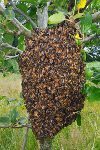 Swarm of bees