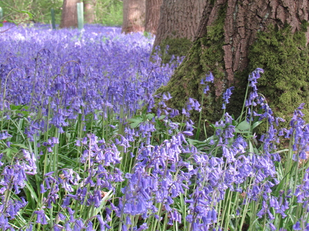 Bluebells at Hagbourne Copse