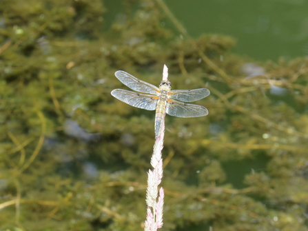 Dragonfly at Morningside Meadow