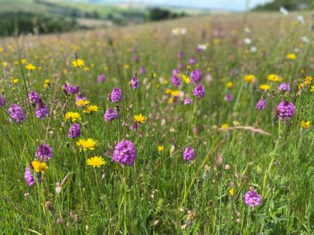 Pyramidal orchids