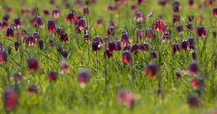 Snakeshead Fritillaries