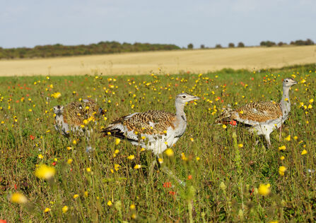 Great Bustards