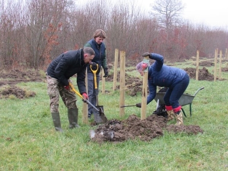 Orchard planting